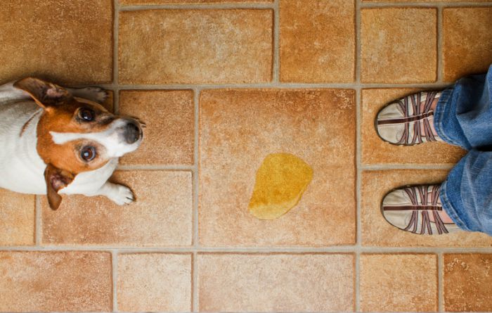 Pet Stain Removal Service